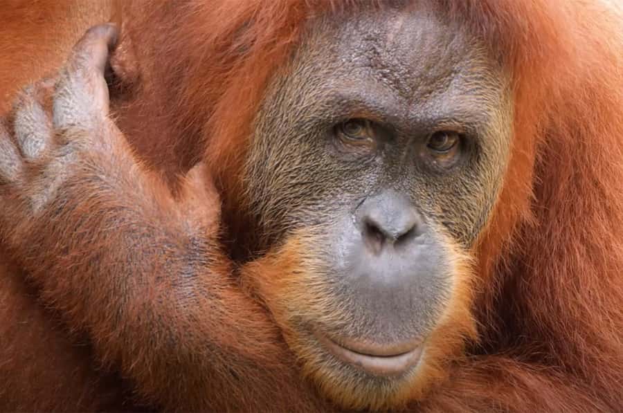 New Orleans: Audubon Zoo Ticket and Combination Option - First impressions on 50+ acres: shade, pace, and comfort