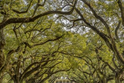 New Orleans: Bayou Swamp Tour and Oak Alley Plantation Tour - Pickup to Manchac Swamp: the smooth start and tight timing