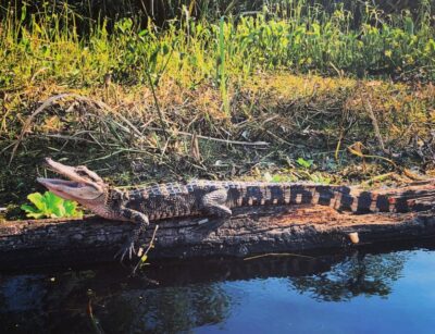New Orleans: BYOB Tiki Boat Bayou Party and Wildlife Tour - BYOB Setup, Safety Gear, and On-Board Comfort