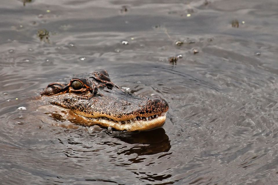 New Orleans: Destrehan Plantation & Airboat Combo Tour - FAQ