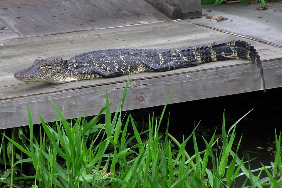 New Orleans: Destrehan Plantation & Airboat Combo Tour - From plantation grounds to Cajun Country swamps: the waiting period that makes it work