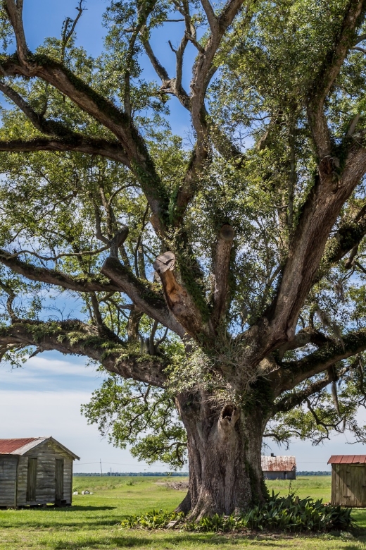 New Orleans: Felicity Plantation Guided Tour - Price and Value: Is $24 Worth It for a 90-Minute Tour?