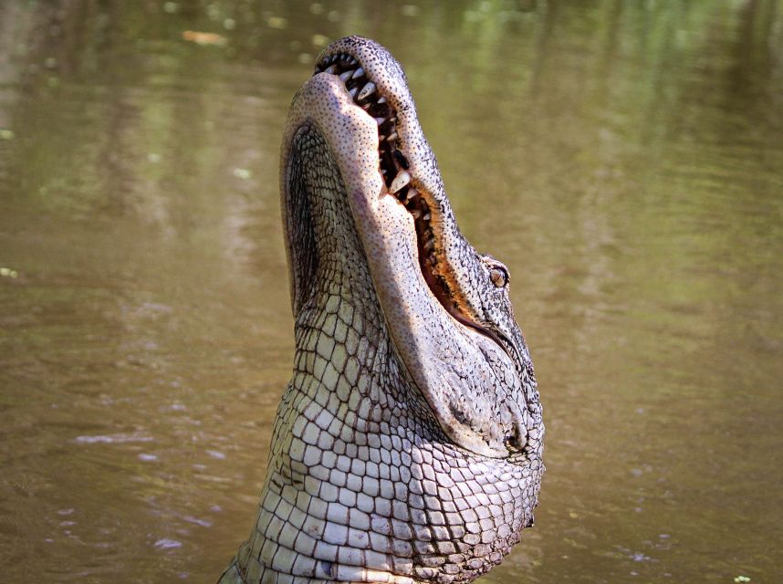 New Orleans: High Speed 9 Passenger Airboat Tour - Captains, Guides, and the Tone of the Day