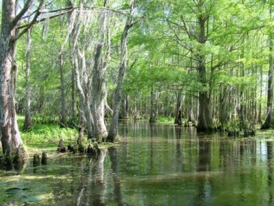 New Orleans: Honey Island Swamp Tour - Two hours on calm waters: what the wetland ecologist actually helps you see