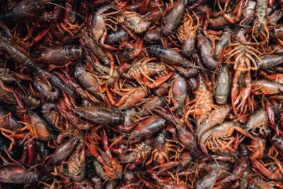New Orleans' Lower Garden Food Tour - Your 3 Hours of Food Stops: Bologna, Creole Taqueria, Donuts, and More
