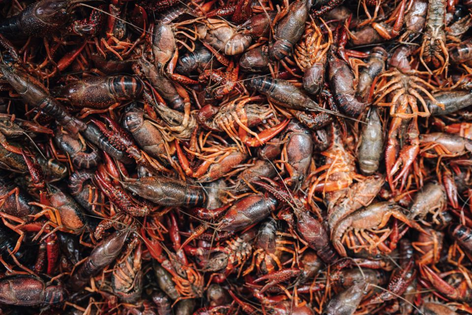 New Orleans' Lower Garden Food Tour - Your 3 Hours of Food Stops: Bologna, Creole Taqueria, Donuts, and More