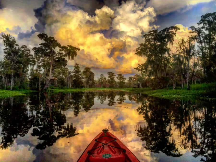 New Orleans: Manchac Swamp Wildlife Kayaking Tour - Key Points You Should Know Before You Go