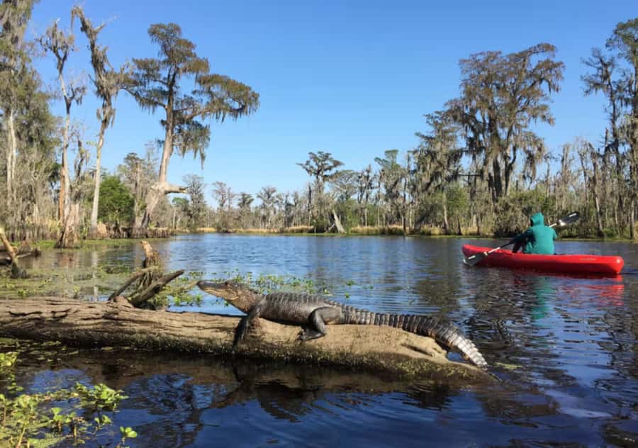 New Orleans: Manchac Swamp Wildlife Kayaking Tour - Paddling Through Cypress: Narrow Passages and Calm Water