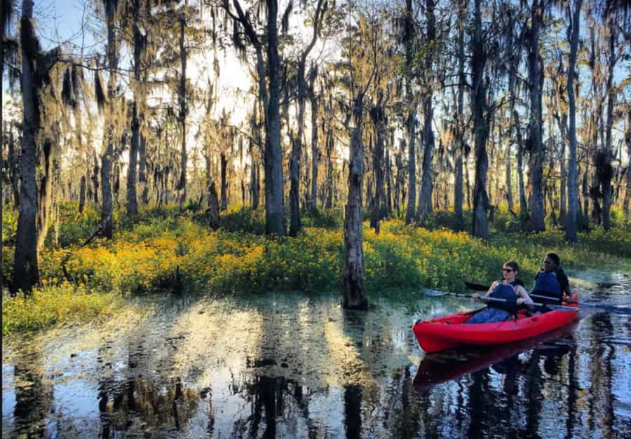 New Orleans: Manchac Swamp Wildlife Kayaking Tour - Time on the Water: What the 4 to 8 Hours Feels Like