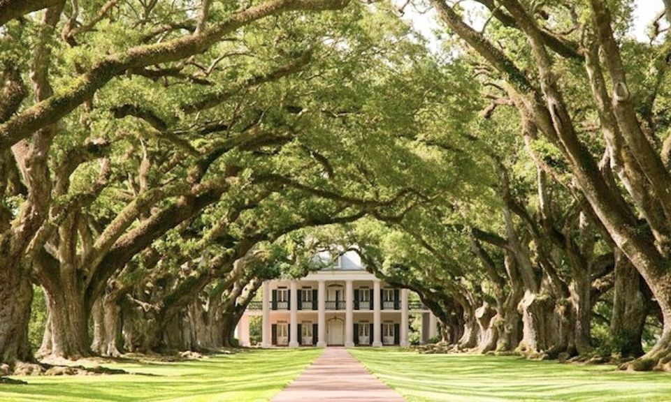 New Orleans: Oak Alley or Laura Plantation & Airboat Tour - Oak Alley Plantation: live oaks, 19th-century plantation visuals, and what you’ll learn