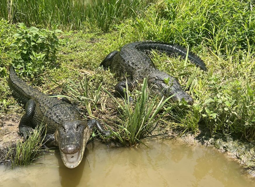 New Orleans: Oak Alley or Laura Plantation & Airboat Tour - Who should book this combo (and who should skip the airboat part)