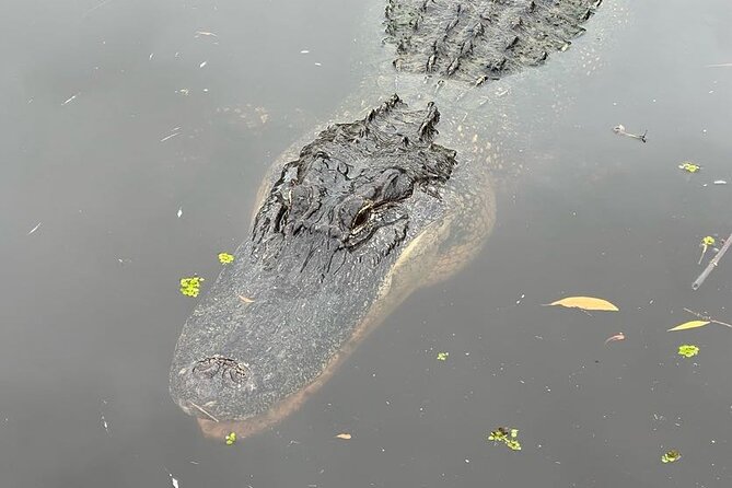 New Orleans Premium Six-Passenger Airboat Adventure - From New Orleans to the swamp: the ride that actually matters