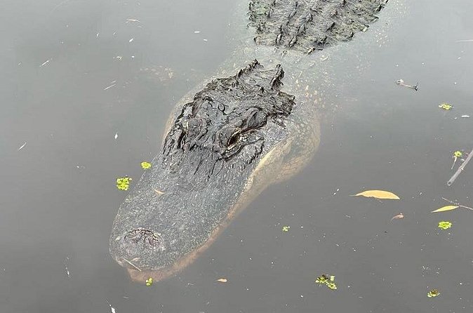 New Orleans Premium Six-Passenger Airboat Adventure - Price and value: what $119 buys you (and what it doesn’t)