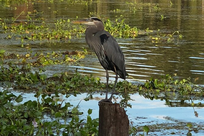 New Orleans Premium Six-Passenger Airboat Adventure - The Jean Lafitte swamp segment: 20,000 acres of chances