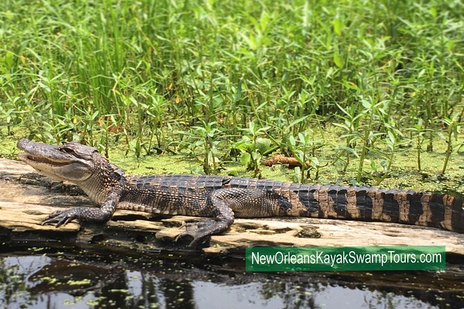 New Orleans Self-Guided Kayak Bayou Swamp Tour - Paddling at Your Own Pace (Without Feeling Lost)