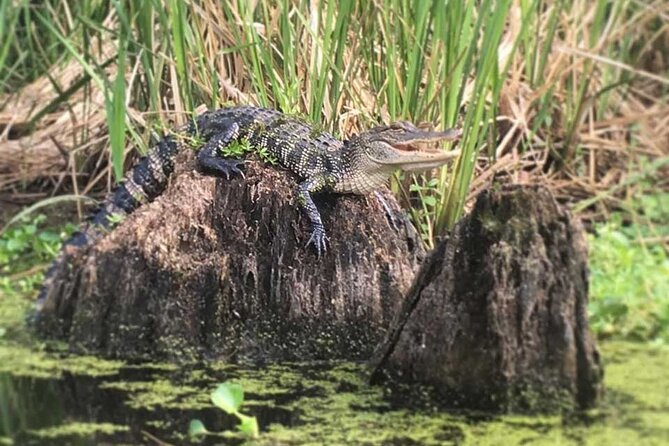 New Orleans Self-Guided Kayak Bayou Swamp Tour - Wildlife Spotting Tips That Keep It Relaxed