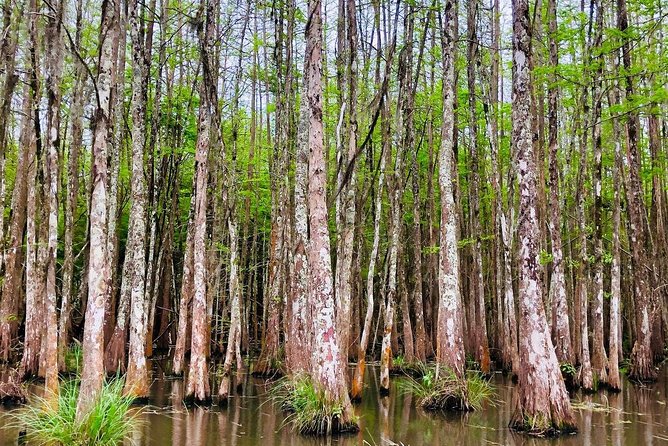 New Orleans Self-Transport Swamp and Bayou Boat Tour - Should You Book This Honey Island Swamp Tour?