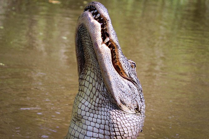 New Orleans Small-Group Airboat Swamp Tour - From New Orleans to Barataria Preserve: the part that sets the mood