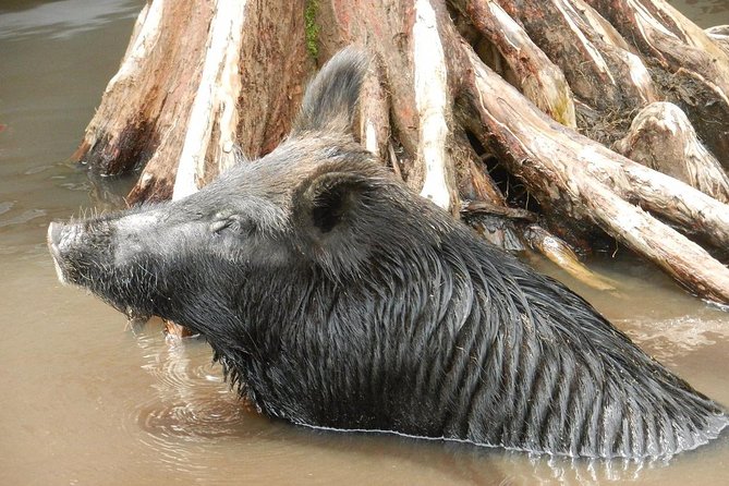 New Orleans Swamp and Bayou Boat Tour with Transportation - Honey Island Swamp: 2 hours of narrow channels and live wildlife spotting