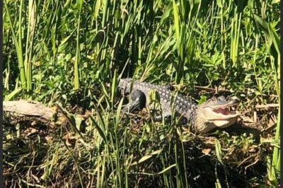 New Orleans Swamp Tour Boat Adventure - Sliding Past Cajun Cemeteries and an Indian Burial Mound