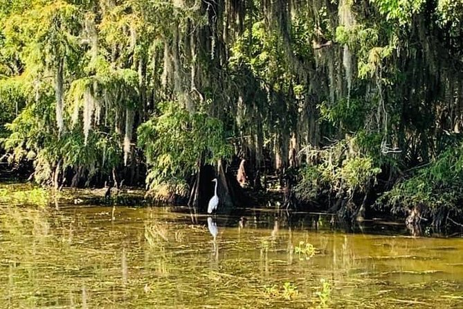 New Orleans Swamp Tour Boat Adventure - Itinerary Flow: From Mississippi River to Barataria Preserve