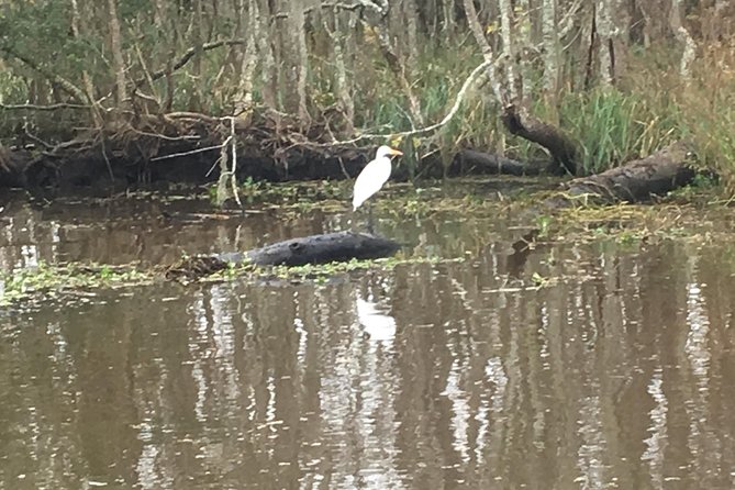 Oak Alley Plantation and Airboat Combo Tour by Bus - Oak Alley + Swamp in One Day: The Trade-Offs