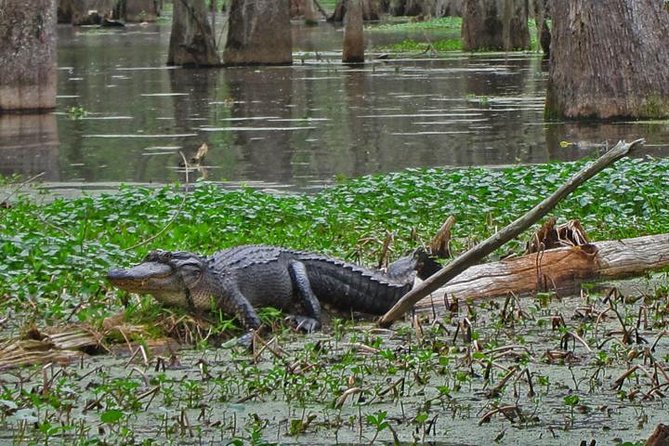 Oak Alley Plantation and Swamp Boat Tour from New Orleans - Barataria Swamp boat tour: narrated nature, real bayou pace, and gator expectations