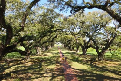 Oak Alley Plantation Half-Day Tour from New Orleans - Entering the 25-Acre World of Oak Alley’s Oaks