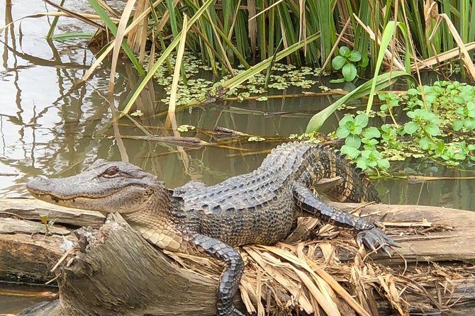 Private Tour of the Honey Island Swamp - Pirates, Bigfoot, and the Honey Island Swamp Monster Lore