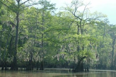 Private Tour of the Honey Island Swamp - The Wetland Ecologist Guide Makes the 2 Hours Count