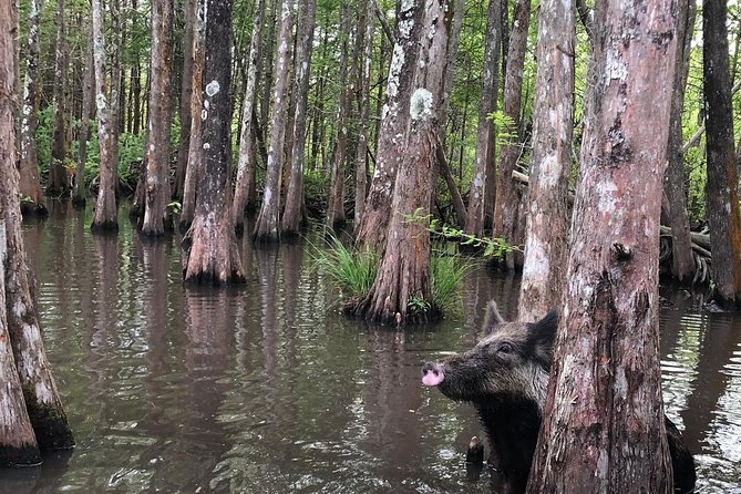 Private Tour of the Honey Island Swamp - Wildlife Chances: What You Can Watch For Along the Riverbanks