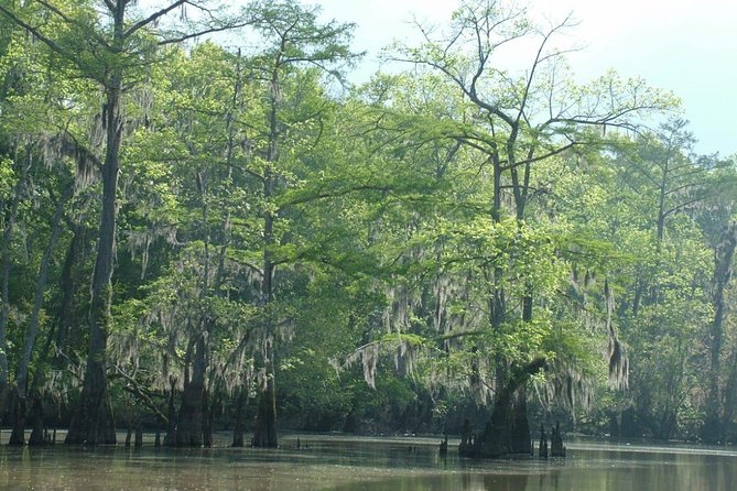 Private Tour of the Honey Island Swamp - The Wetland Ecologist Guide Makes the 2 Hours Count