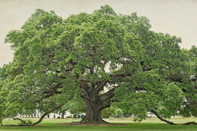 St. Joseph Plantation Tour - Who this tour fits best (and who might want to choose differently)