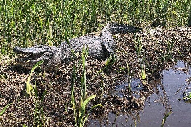 Ultimate Swamp Tour Experience with Transportation from New Orleans - Quick hit list: what makes this swamp tour worth your time
