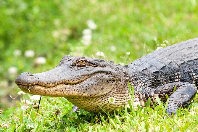 Ultimate Swamp Tour Experience with Transportation from New Orleans - Wildlife viewing: how to spot gators, birds, and the smaller stuff