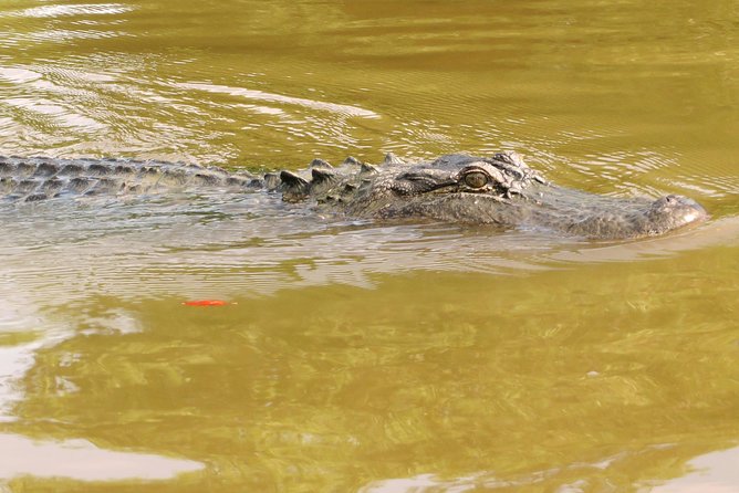 Ultimate Swamp Tour Experience with Transportation from New Orleans - Duration and schedule: what “half-day” feels like in practice